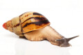 Archachatina papyracea adelinae Cameroon adult F1